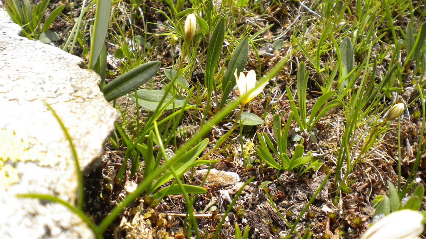 Lloydia serotina / Falangio alpino